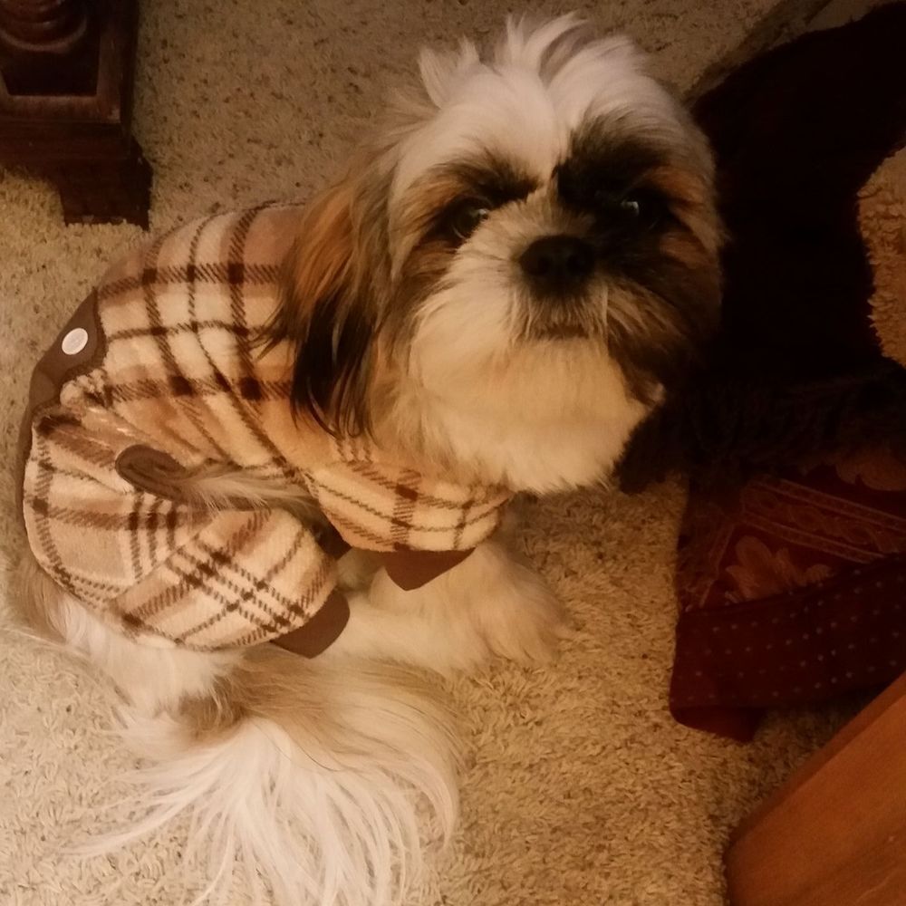 Meet your Posher, Julie